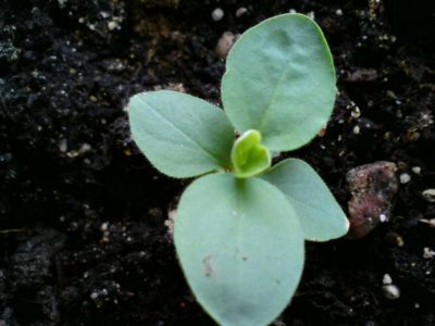 гиацинтовые бобы выращивание из семян когда сажать