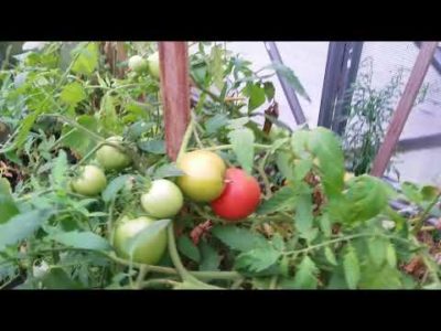 надо ли поливать помидоры в августе в теплице