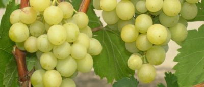 виноград сорт мерседес