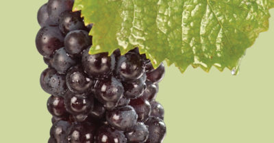 пино нуар сорт винограда