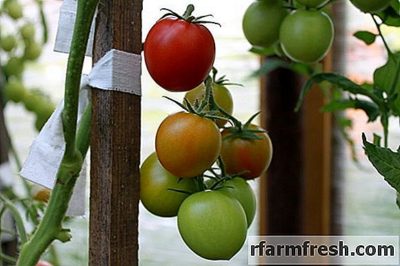 как подвязывать высокорослые помидоры в открытом грунте