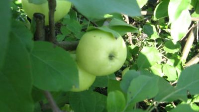 уход за карликовыми яблонями