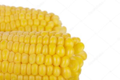 сколько хранится кукуруза в початках