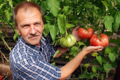 как в жару поливать помидоры
