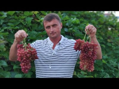 ультраранние сорта винограда