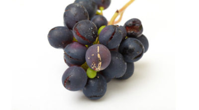 черная пятнистость на винограде