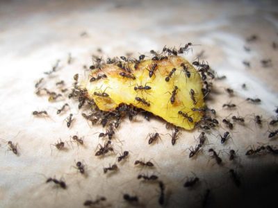 муравьи на яблоне как избавиться