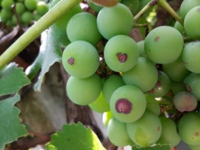 черная пятнистость на винограде