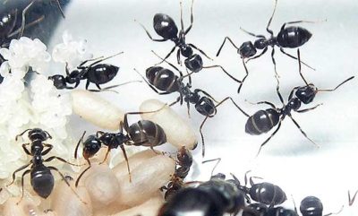 муравьи в теплице с помидорами как избавиться