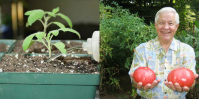 как ухаживать за рассадой помидор в домашних условиях