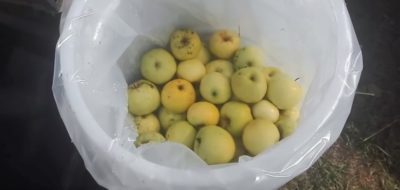 моченые яблоки антоновка в домашних условиях