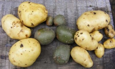 выращивание картофеля из семян
