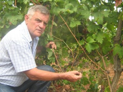 как укрыть виноград