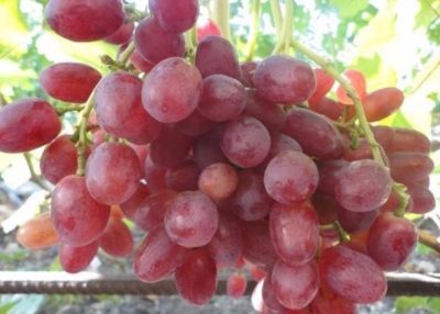 виноград ливия описание сорта