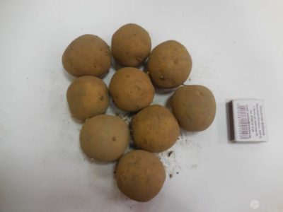 посадка картофеля на рассаду семенами