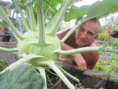 как хранить капусту кольраби