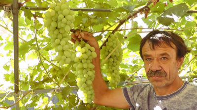виноград рошфор описание сорта