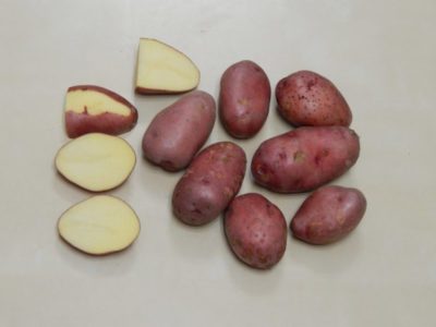 сорт картофеля бела роса