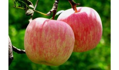 сорт яблони рубин
