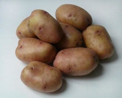 сорт картофеля романце